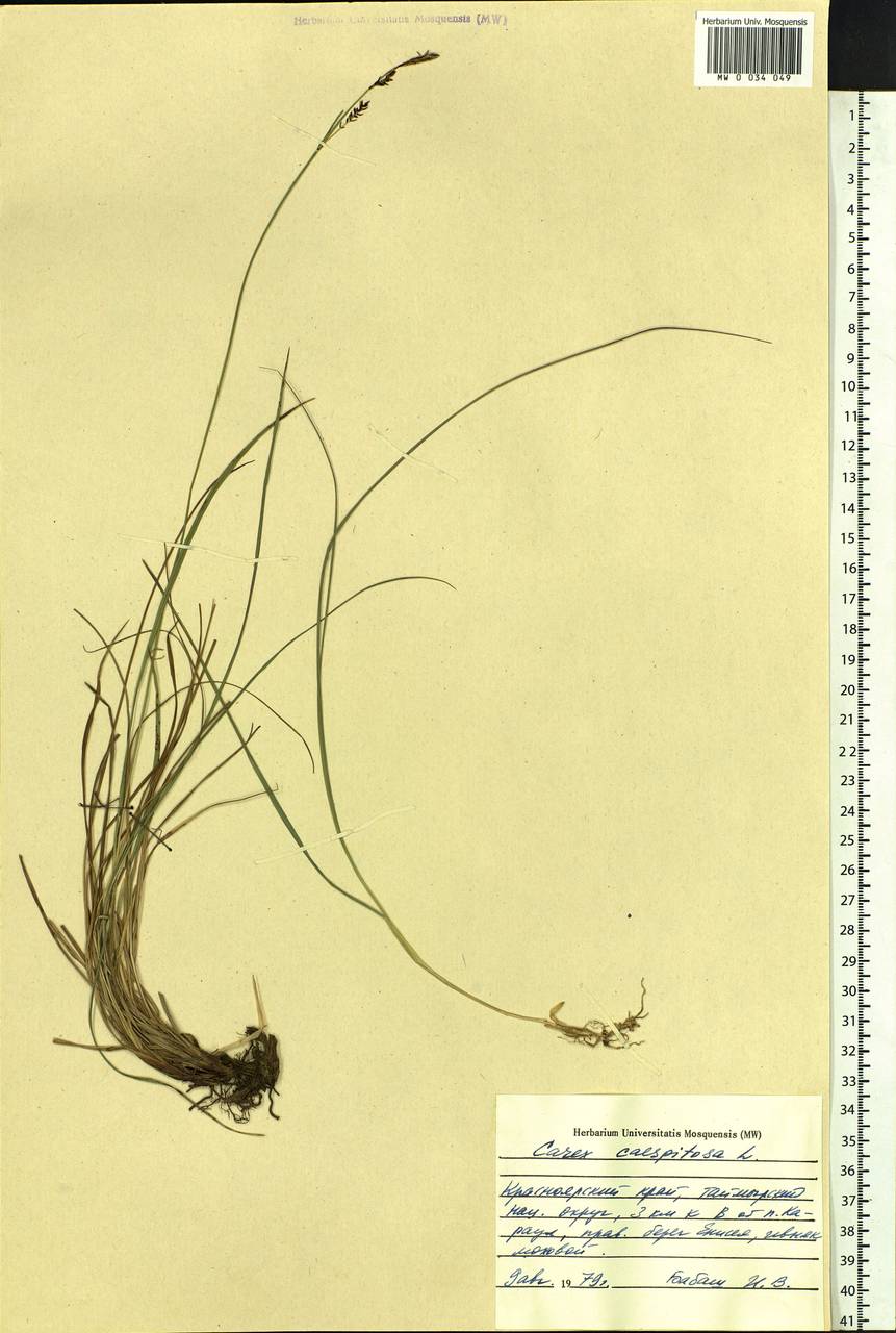 Carex cespitosa L., Siberia, Central Siberia (S3) (Russia)