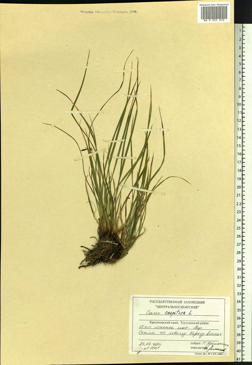 Carex cespitosa L., Siberia, Central Siberia (S3) (Russia)