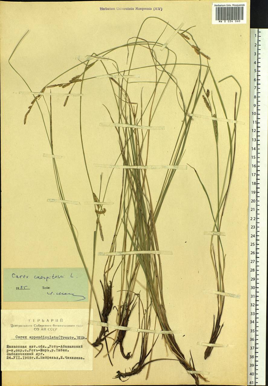 Carex cespitosa L., Siberia, Altai & Sayany Mountains (S2) (Russia)