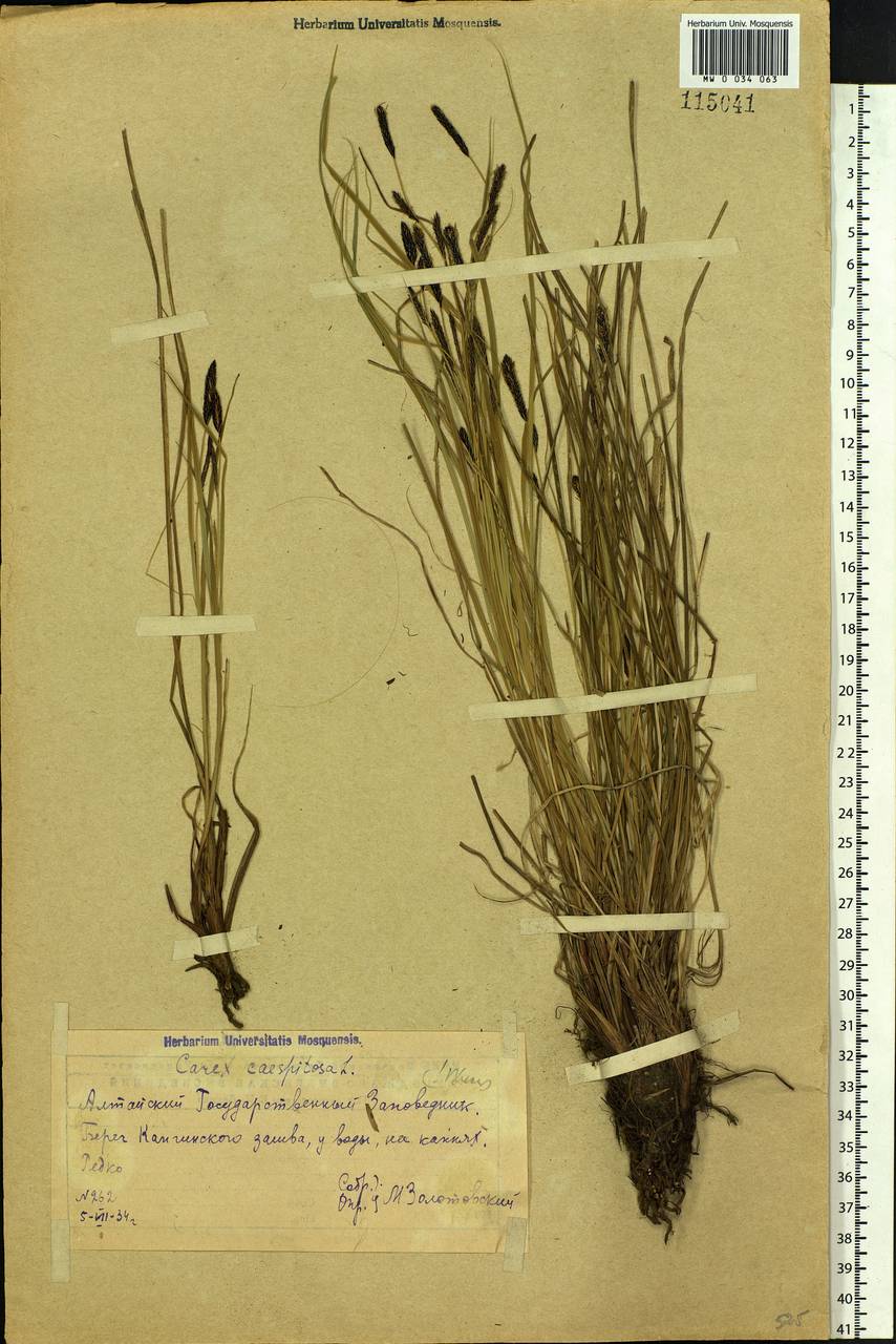 Carex cespitosa L., Siberia, Altai & Sayany Mountains (S2) (Russia)