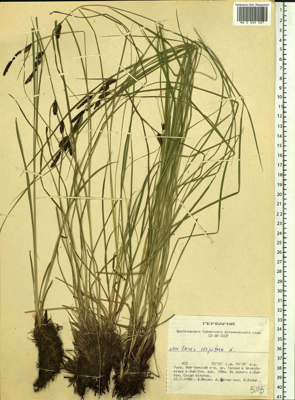 Carex cespitosa L., Siberia, Altai & Sayany Mountains (S2) (Russia)