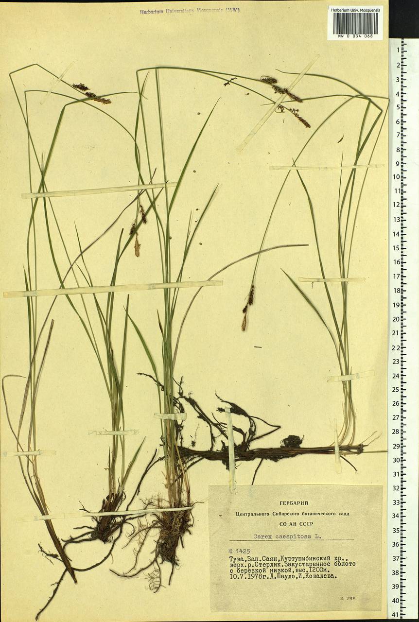 Carex cespitosa L., Siberia, Altai & Sayany Mountains (S2) (Russia)