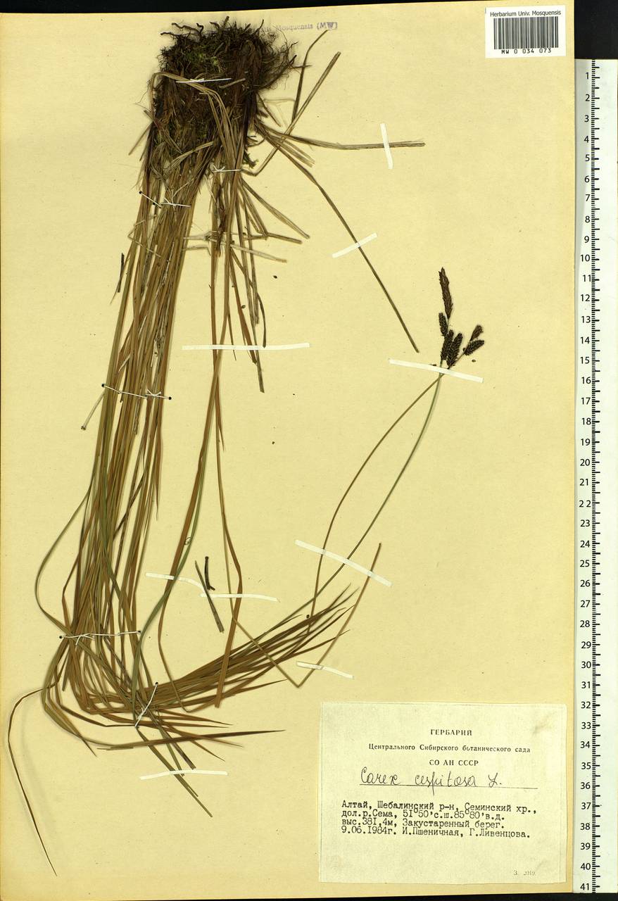 Carex cespitosa L., Siberia, Altai & Sayany Mountains (S2) (Russia)