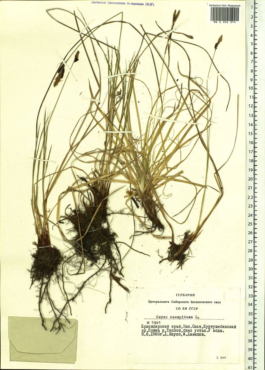 Carex cespitosa L., Siberia, Altai & Sayany Mountains (S2) (Russia)