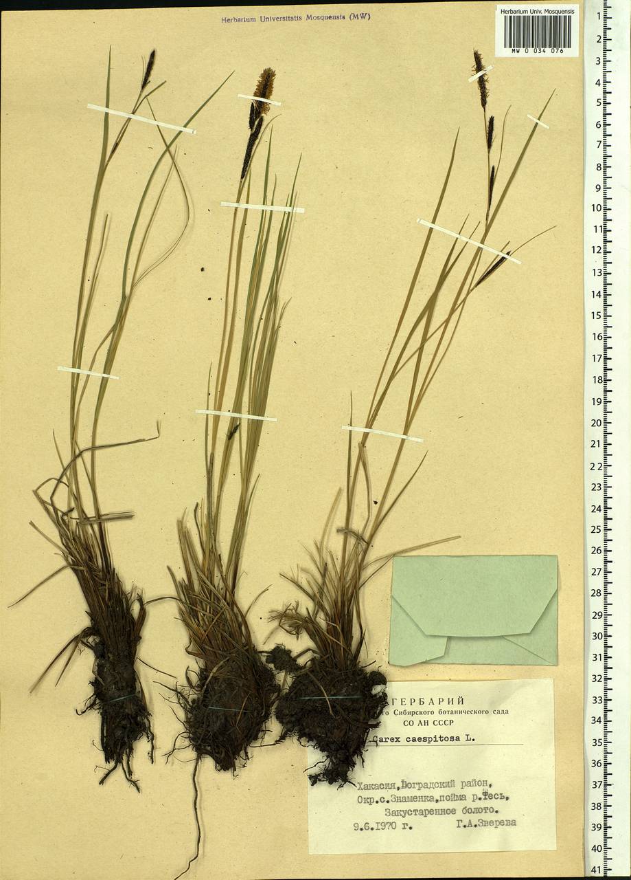 Carex cespitosa L., Siberia, Altai & Sayany Mountains (S2) (Russia)