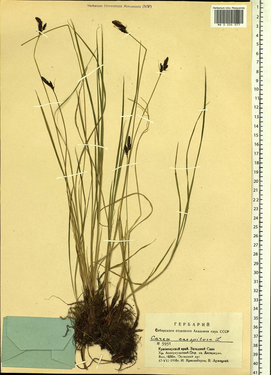 Carex cespitosa L., Siberia, Altai & Sayany Mountains (S2) (Russia)