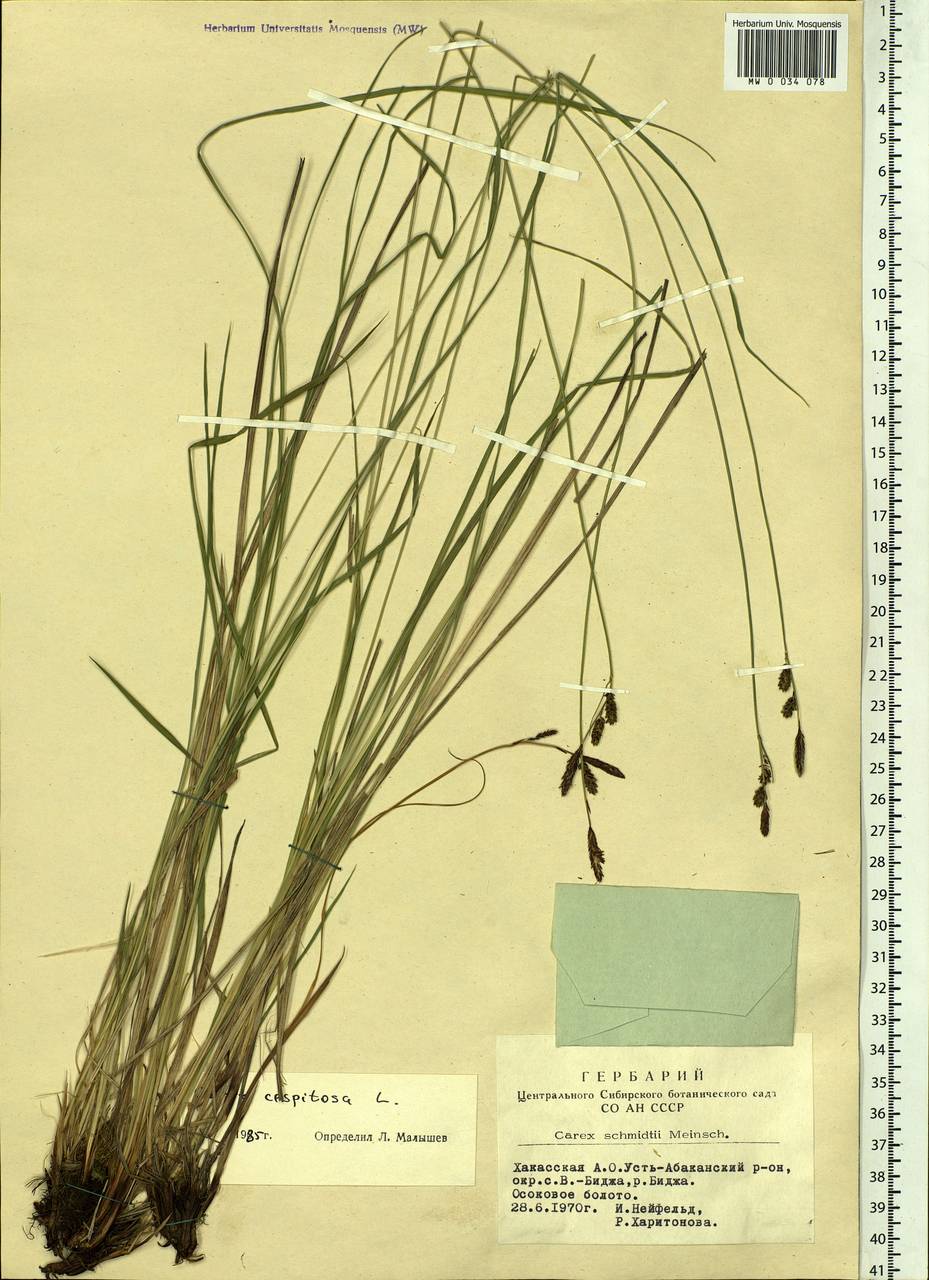 Carex cespitosa L., Siberia, Altai & Sayany Mountains (S2) (Russia)