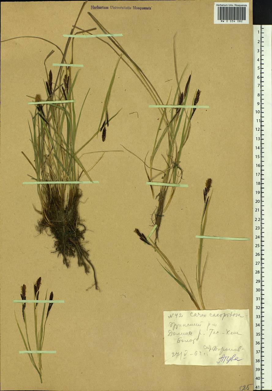 Carex cespitosa L., Siberia, Altai & Sayany Mountains (S2) (Russia)