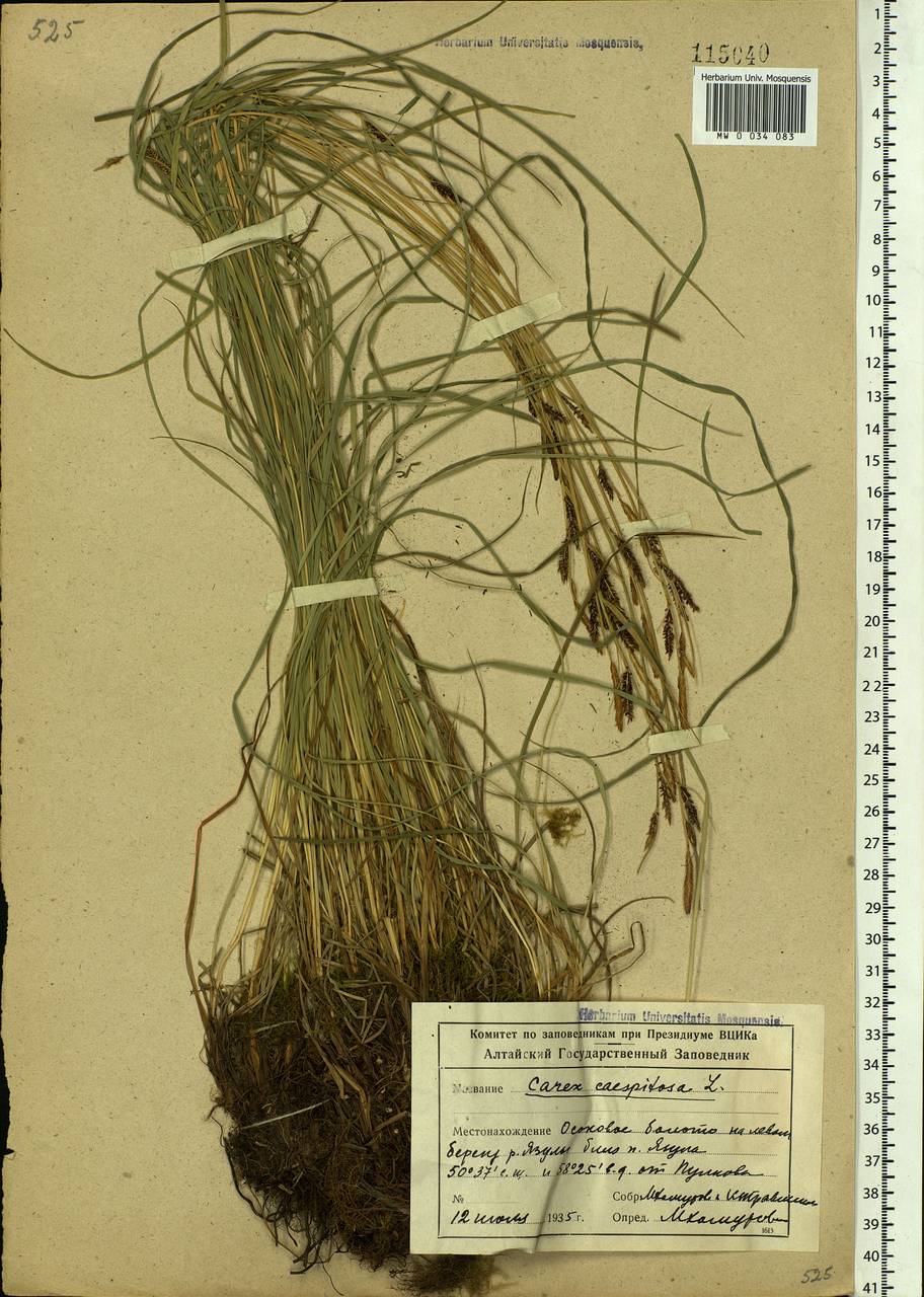Carex cespitosa L., Siberia, Altai & Sayany Mountains (S2) (Russia)