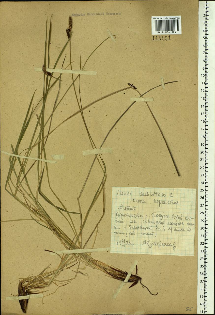 Carex cespitosa L., Siberia, Altai & Sayany Mountains (S2) (Russia)