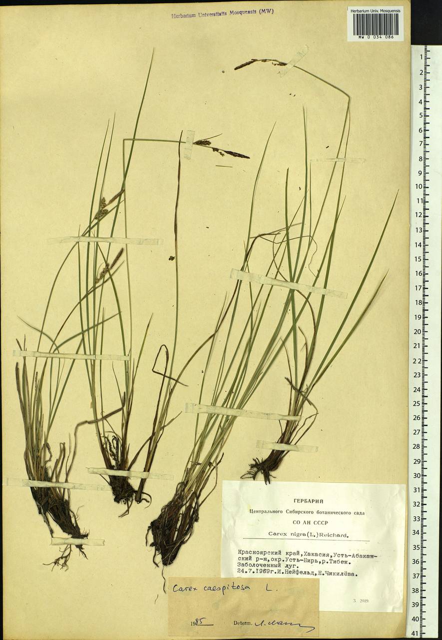 Carex cespitosa L., Siberia, Altai & Sayany Mountains (S2) (Russia)
