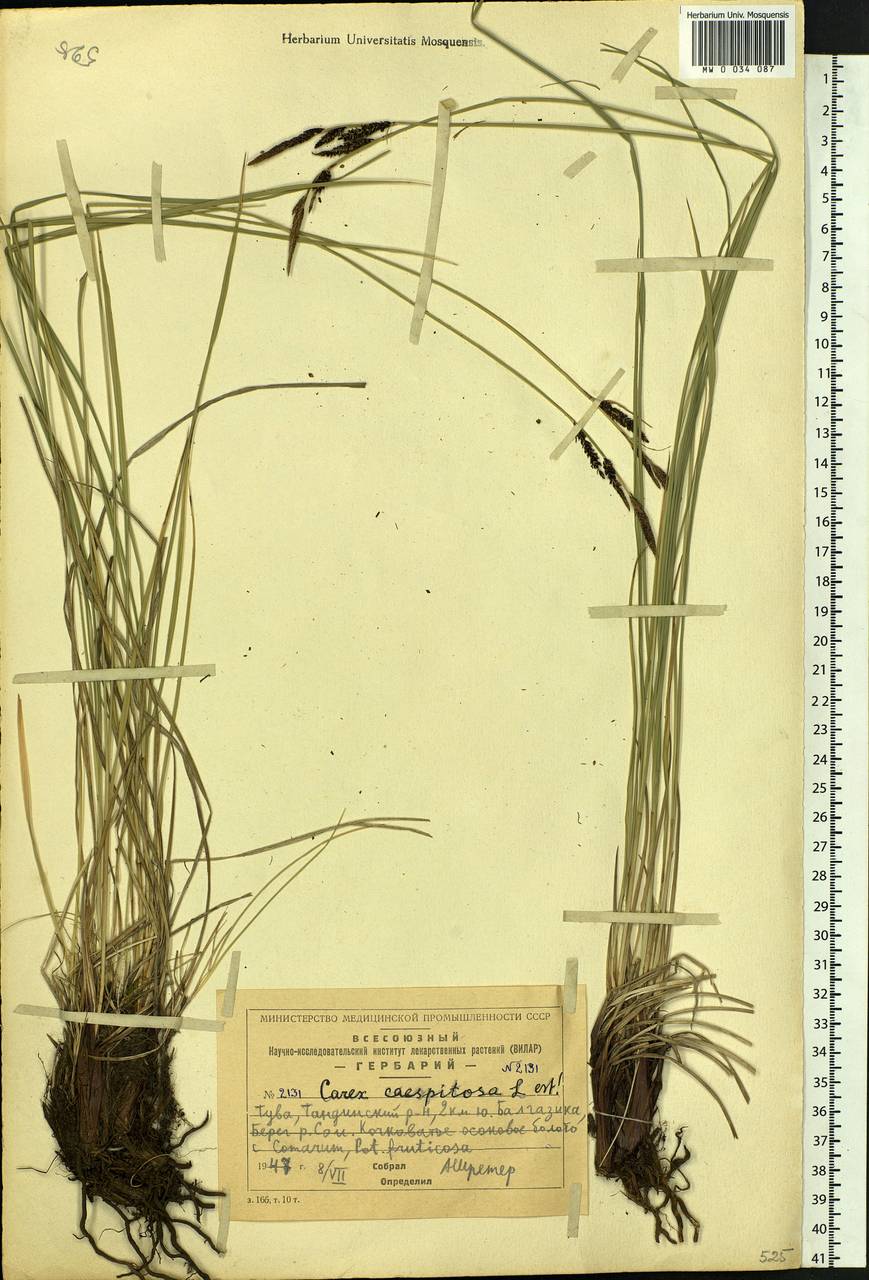 Carex cespitosa L., Siberia, Altai & Sayany Mountains (S2) (Russia)