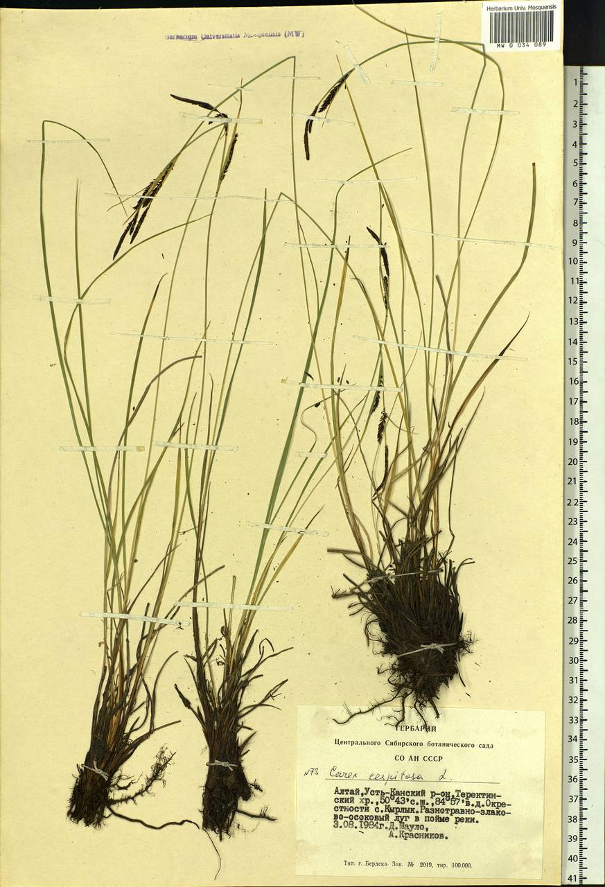 Carex cespitosa L., Siberia, Altai & Sayany Mountains (S2) (Russia)