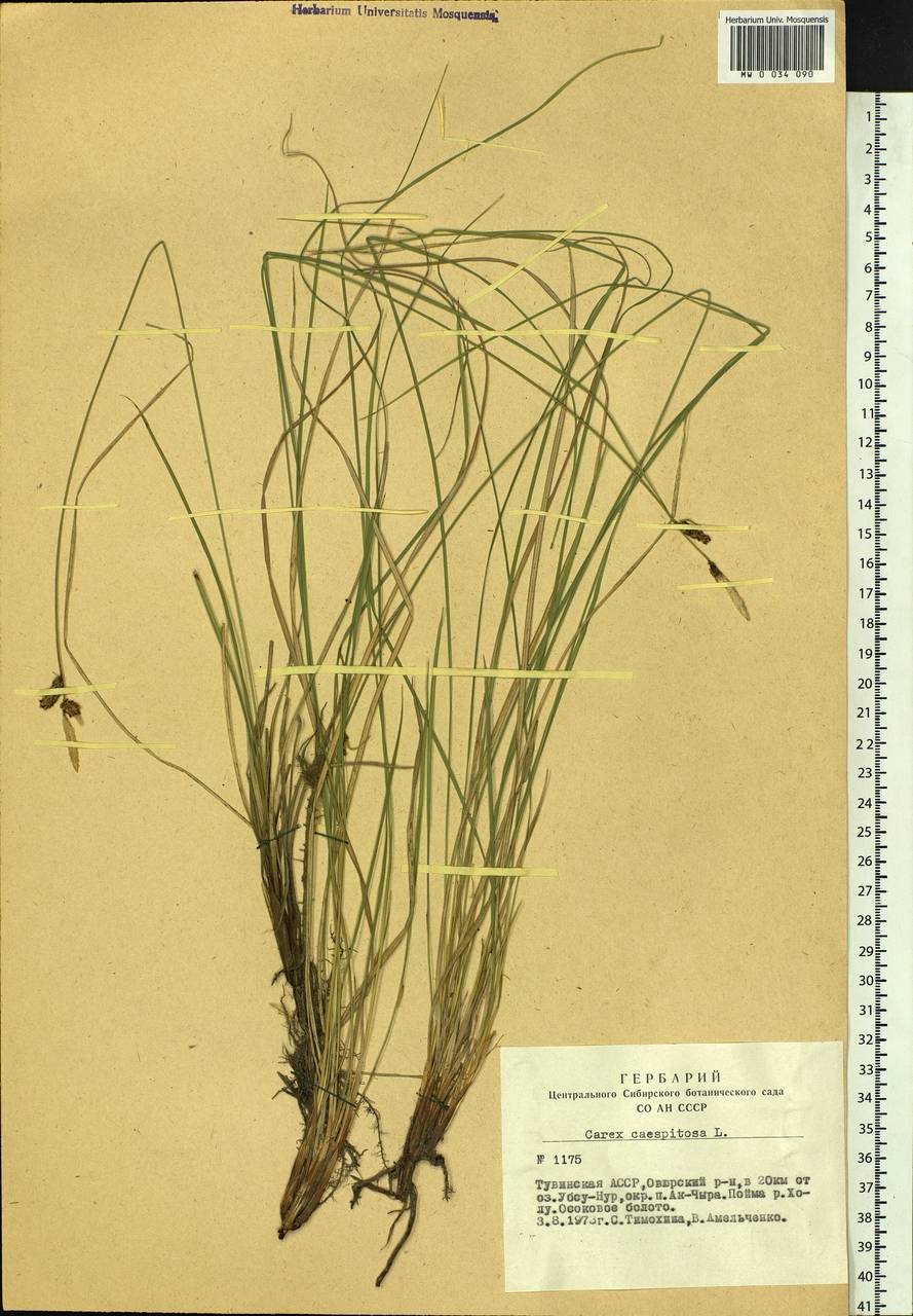 Carex cespitosa L., Siberia, Altai & Sayany Mountains (S2) (Russia)