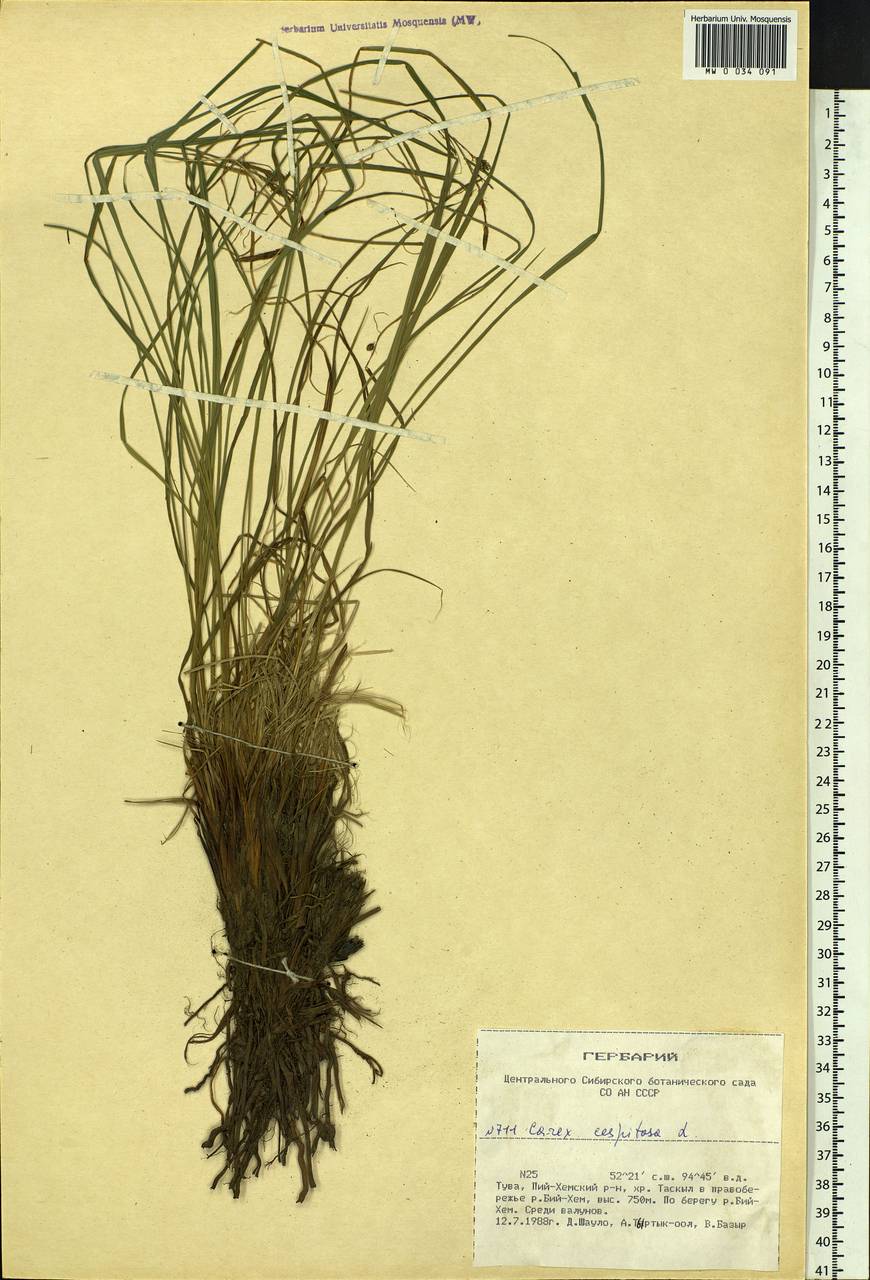 Carex cespitosa L., Siberia, Altai & Sayany Mountains (S2) (Russia)