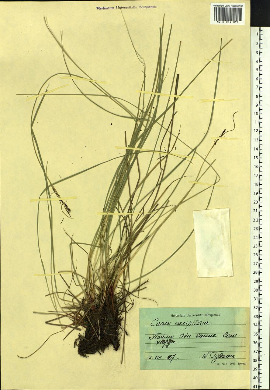 Carex cespitosa L., Siberia, Western Siberia (S1) (Russia)