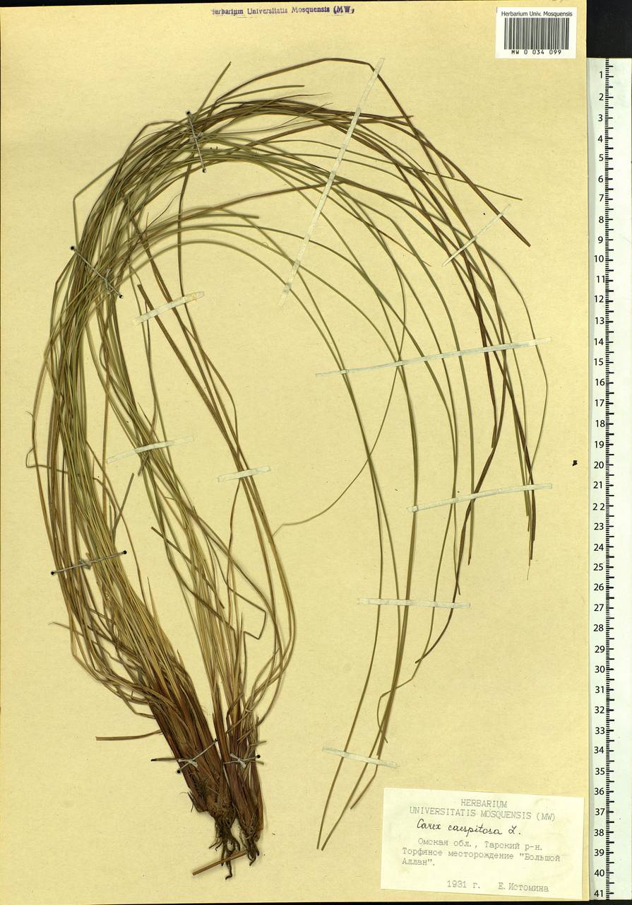 Carex cespitosa L., Siberia, Western Siberia (S1) (Russia)