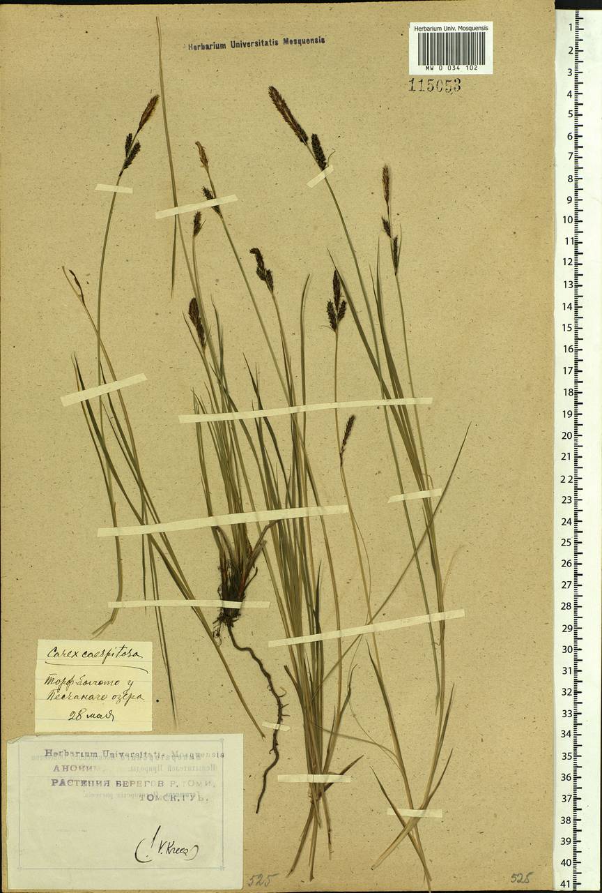 Carex cespitosa L., Siberia, Western Siberia (S1) (Russia)