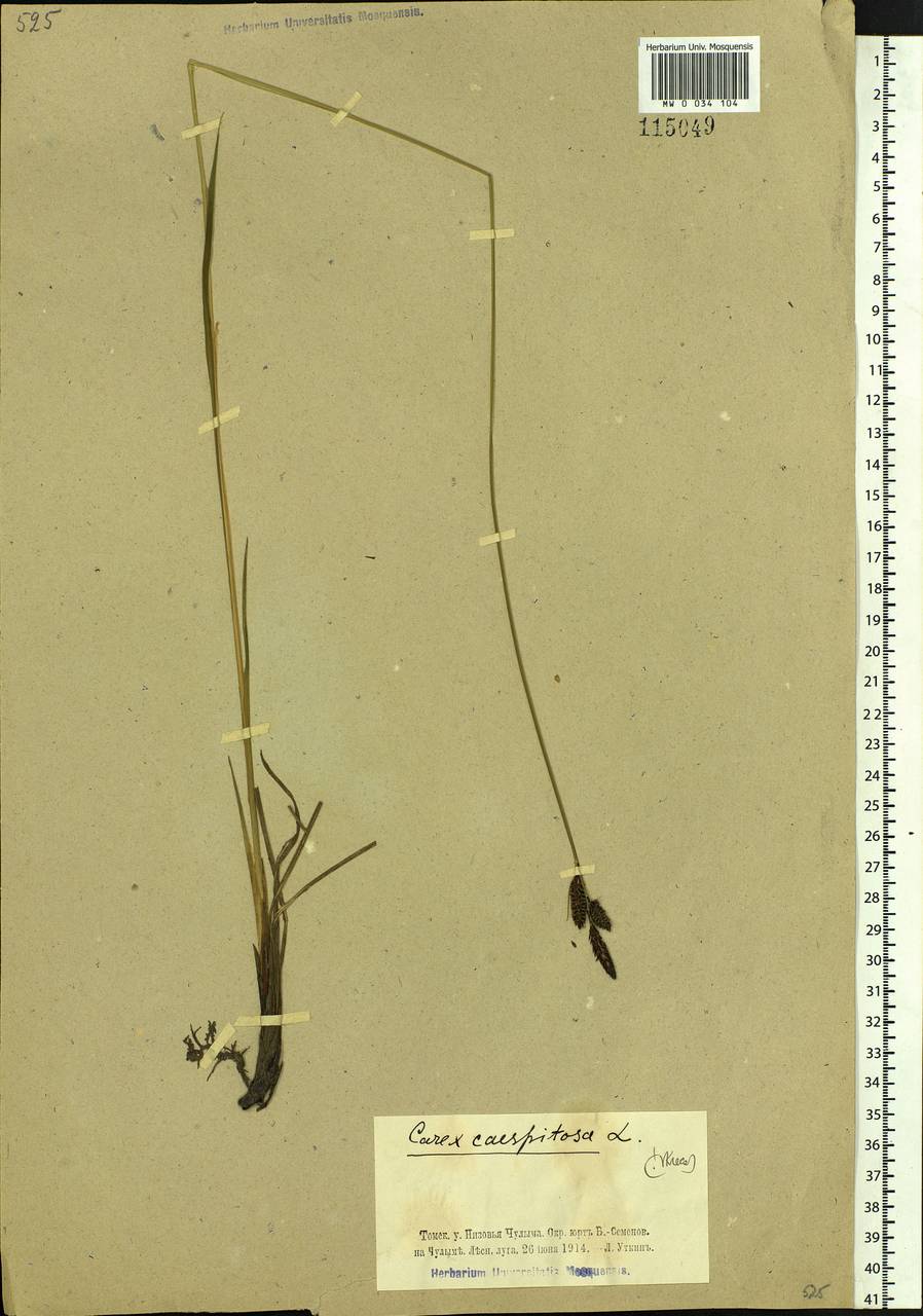 Carex cespitosa L., Siberia, Western Siberia (S1) (Russia)