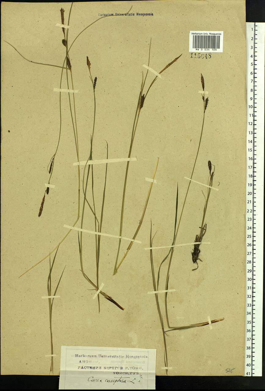 Carex cespitosa L., Siberia, Western Siberia (S1) (Russia)