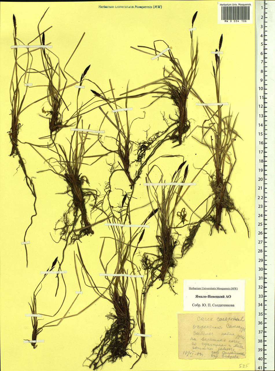 Carex cespitosa L., Siberia, Western Siberia (S1) (Russia)