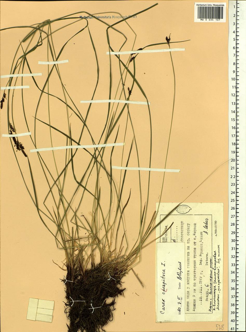 Carex cespitosa L., Siberia, Central Siberia (S3) (Russia)