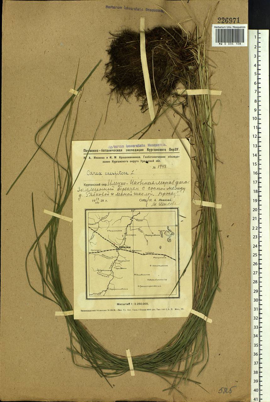 Carex cespitosa L., Siberia, Western Siberia (S1) (Russia)