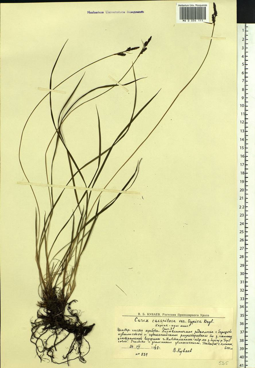 Carex cespitosa L., Eastern Europe, Northern region (E1) (Russia)