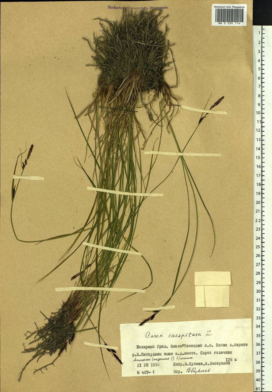 Carex cespitosa L., Siberia, Western Siberia (S1) (Russia)