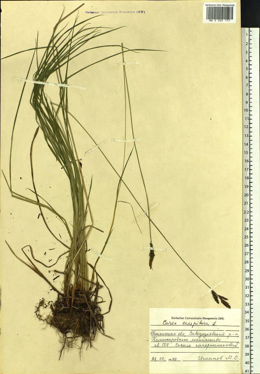 Carex cespitosa L., Siberia, Western Siberia (S1) (Russia)