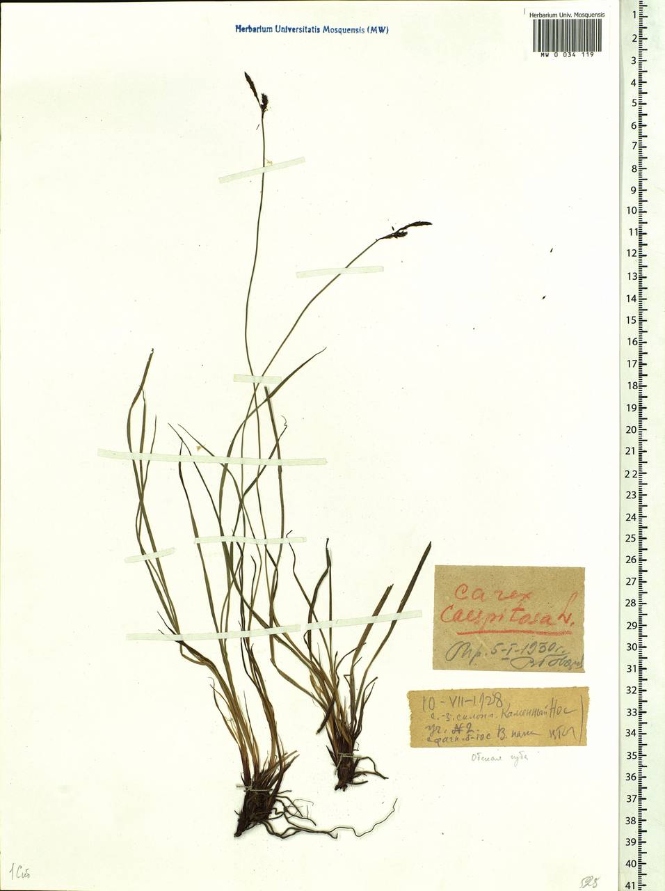 Carex cespitosa L., Siberia, Western Siberia (S1) (Russia)