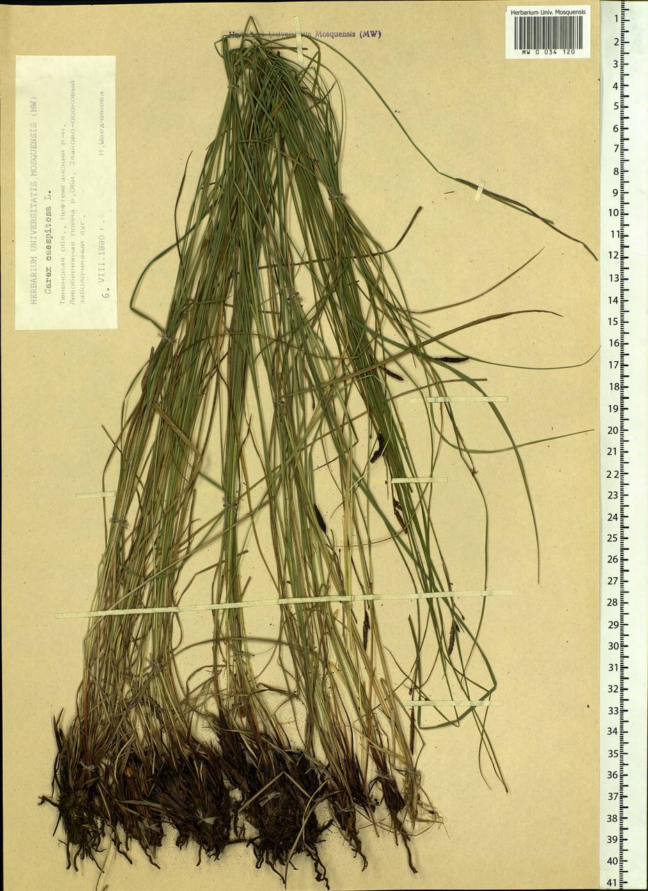 Carex cespitosa L., Siberia, Western Siberia (S1) (Russia)
