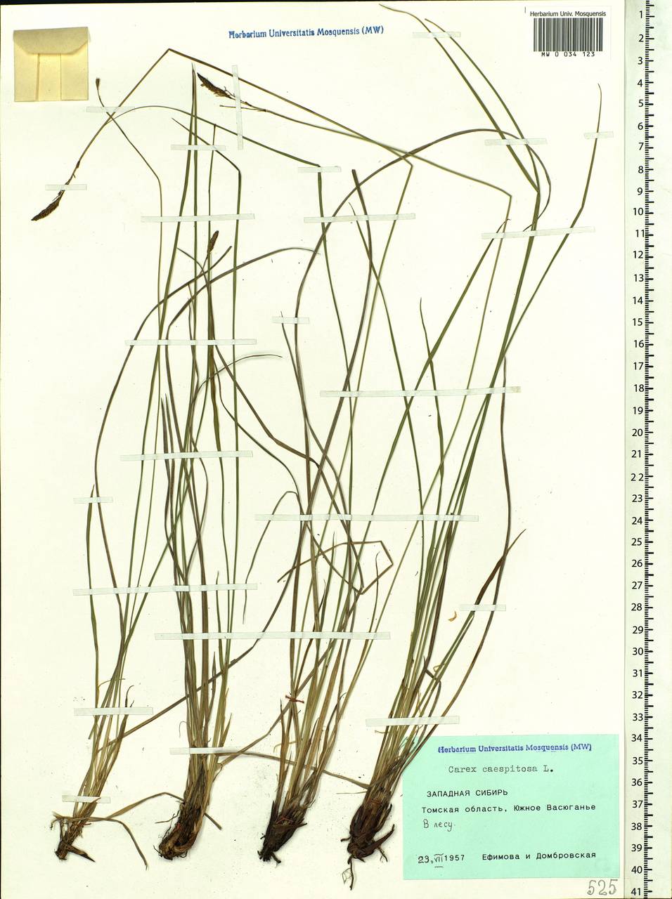 Carex cespitosa L., Siberia, Western Siberia (S1) (Russia)