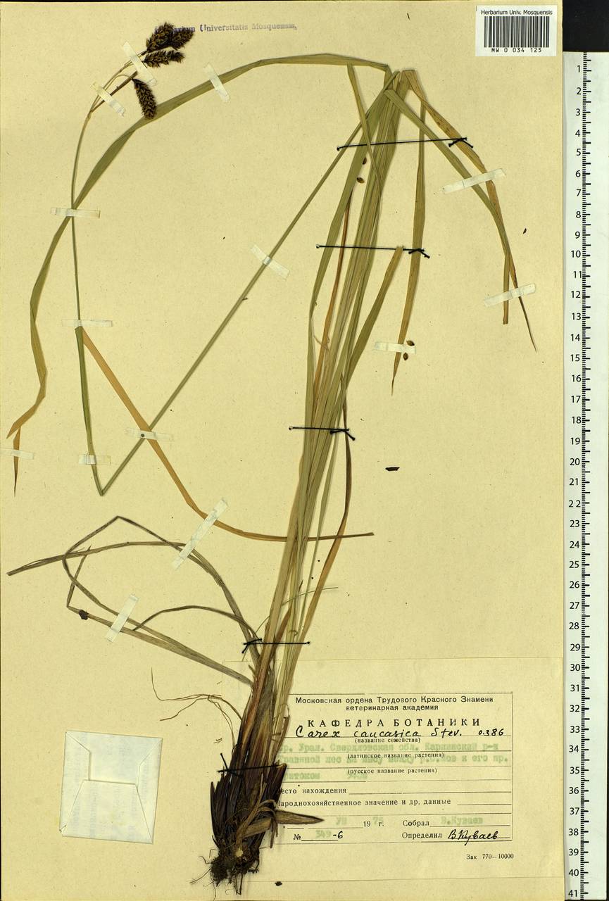 Carex caucasica Steven, Eastern Europe, Eastern region (E10) (Russia)