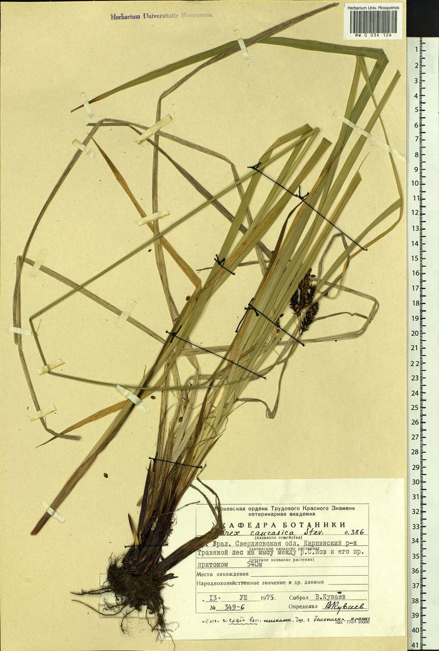 Carex caucasica Steven, Eastern Europe, Eastern region (E10) (Russia)