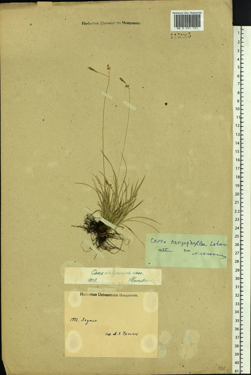 Carex caryophyllea Latourr., Siberia, Yakutia (S5) (Russia)