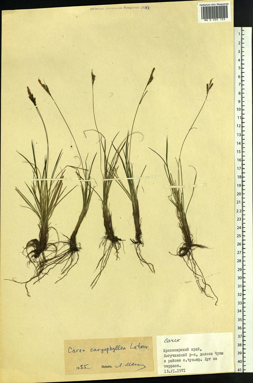 Carex caryophyllea Latourr., Siberia, Central Siberia (S3) (Russia)