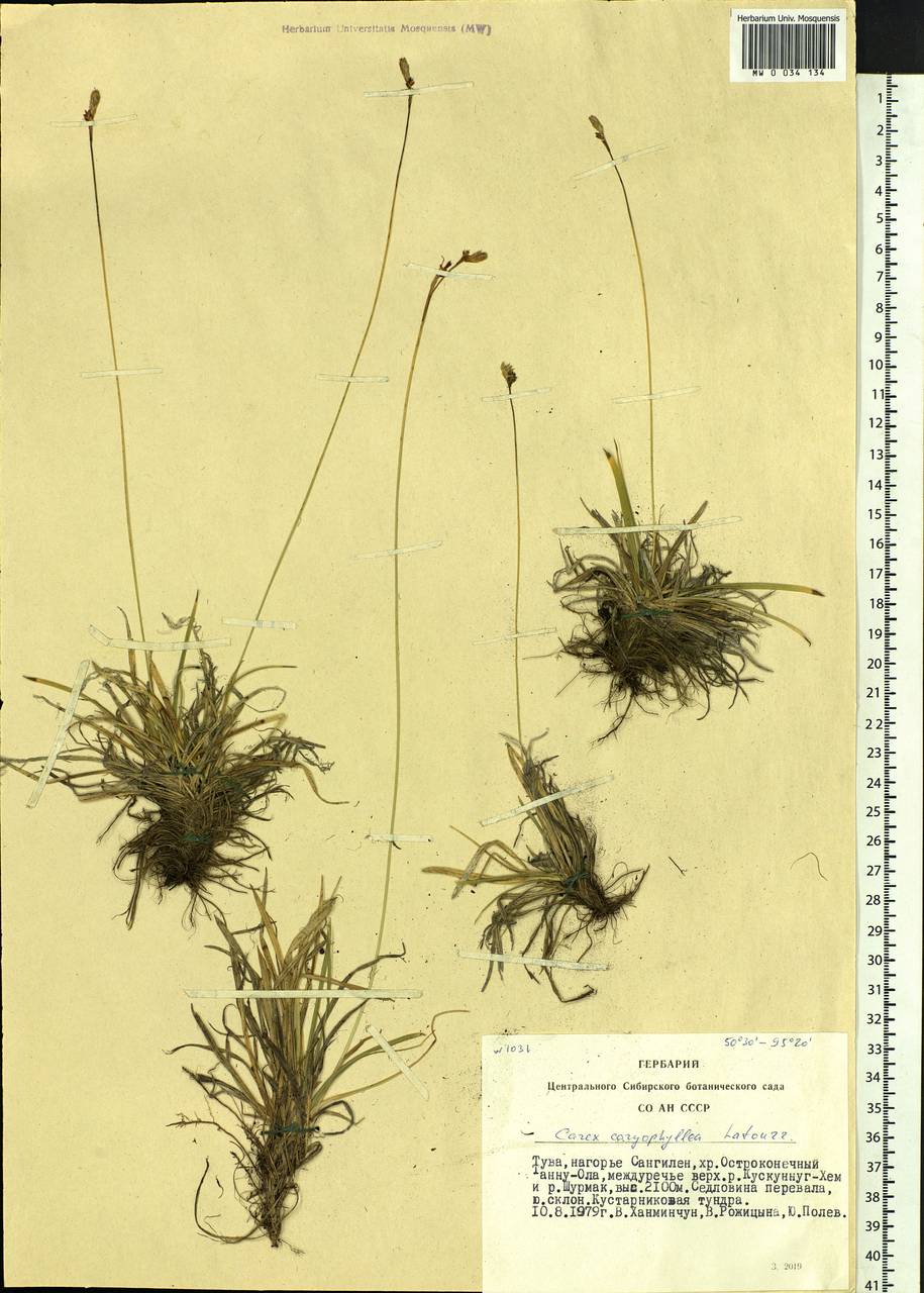 Carex caryophyllea Latourr., Siberia, Altai & Sayany Mountains (S2) (Russia)