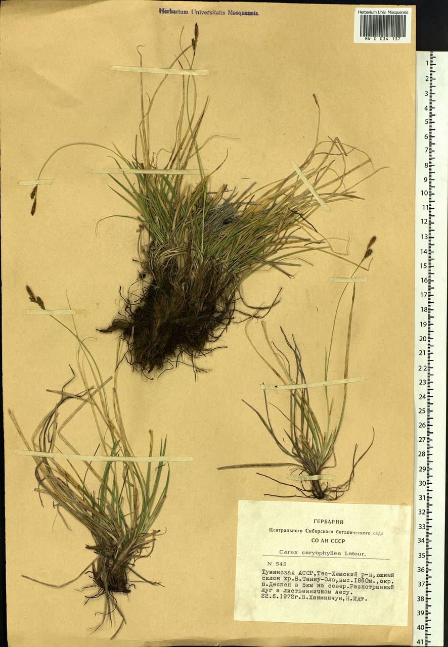 Carex caryophyllea Latourr., Siberia, Altai & Sayany Mountains (S2) (Russia)