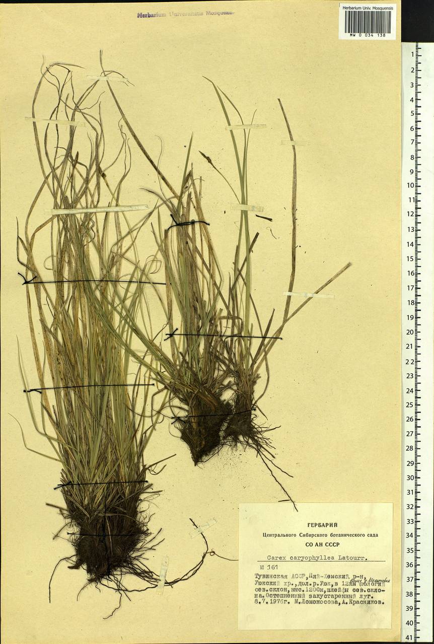 Carex caryophyllea Latourr., Siberia, Altai & Sayany Mountains (S2) (Russia)