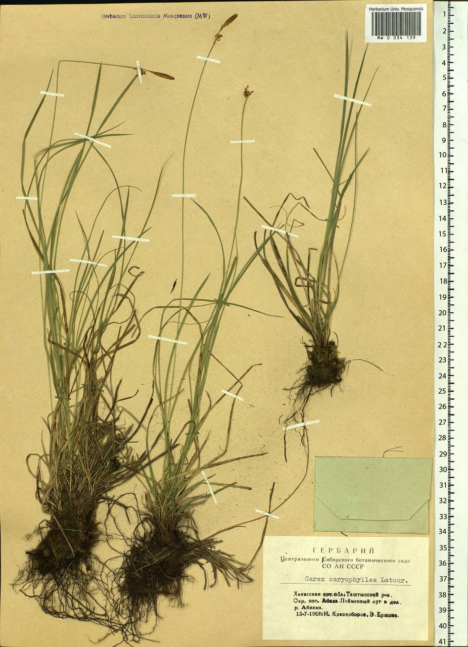 Carex caryophyllea Latourr., Siberia, Altai & Sayany Mountains (S2) (Russia)