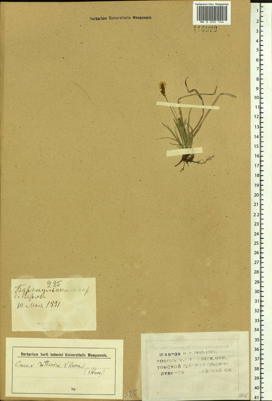 Carex caryophyllea Latourr., Siberia, Altai & Sayany Mountains (S2) (Russia)
