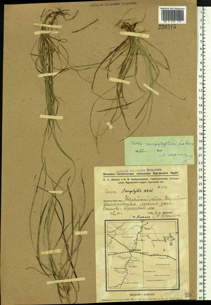 Carex caryophyllea Latourr., Siberia, Western Siberia (S1) (Russia)