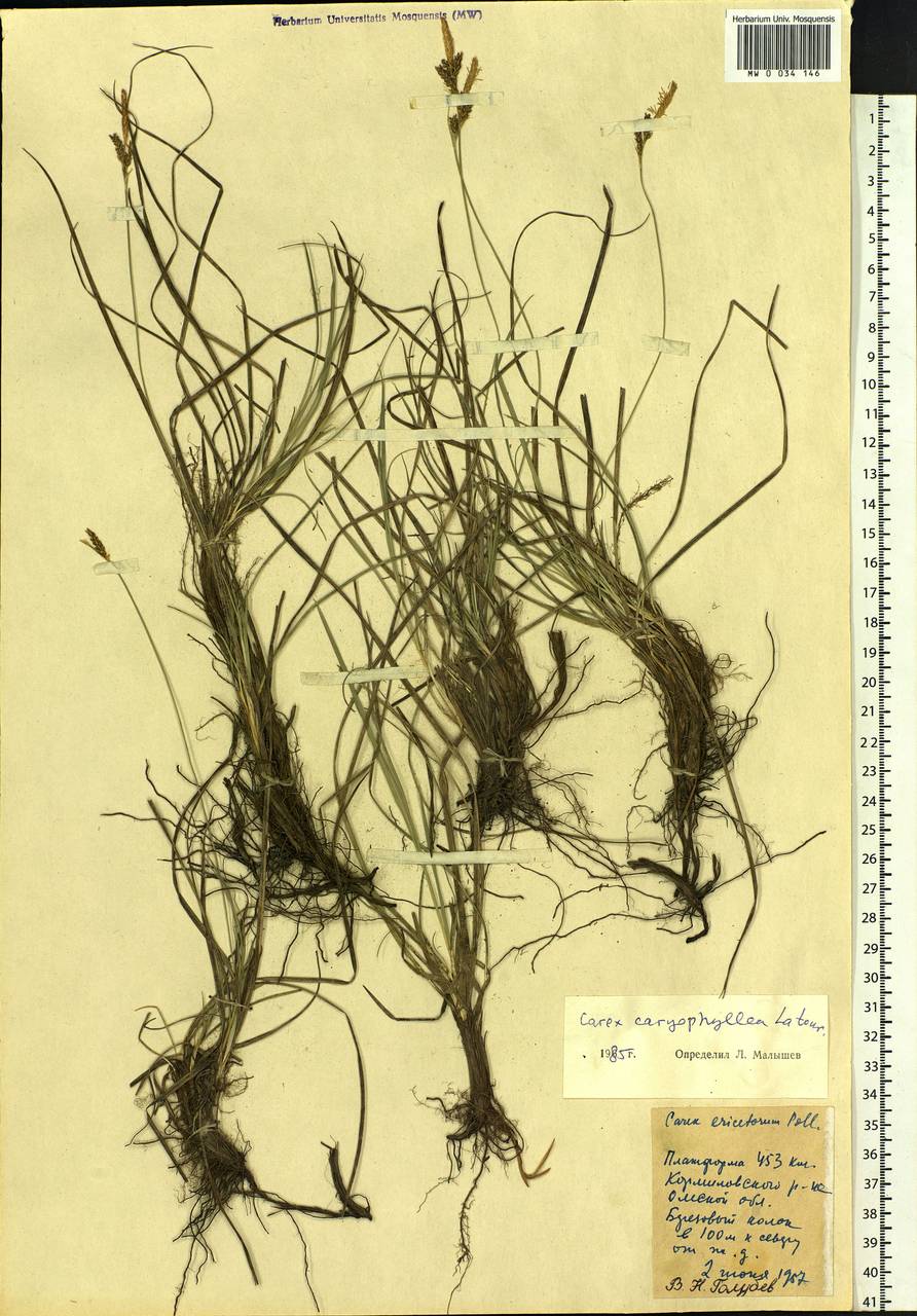 Carex caryophyllea Latourr., Siberia, Western Siberia (S1) (Russia)