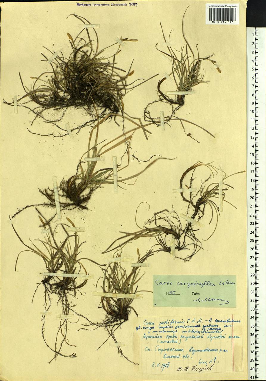 Carex caryophyllea Latourr., Siberia, Western Siberia (S1) (Russia)