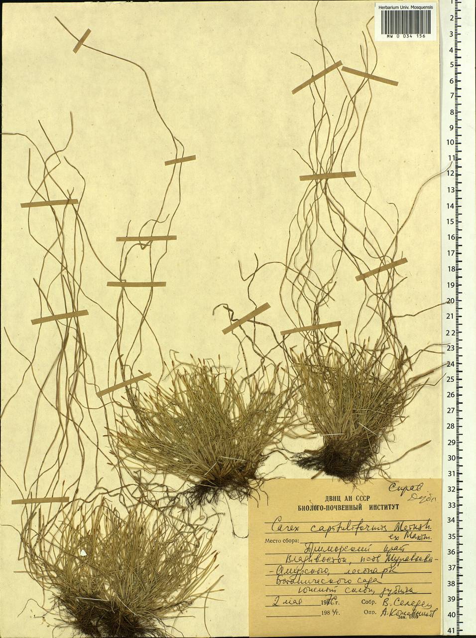 Carex onoei Franch. & Sav., Siberia, Russian Far East (S6) (Russia)