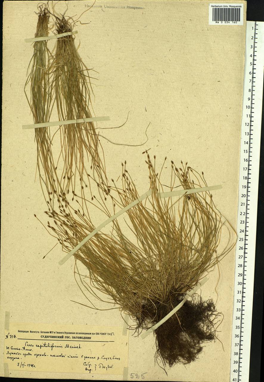Carex onoei Franch. & Sav., Siberia, Russian Far East (S6) (Russia)