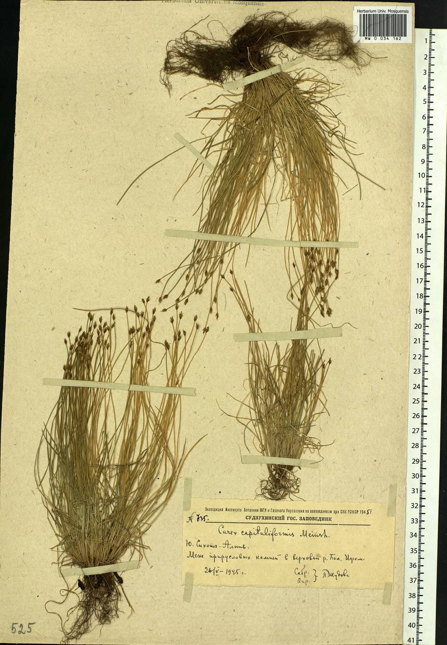 Carex onoei Franch. & Sav., Siberia, Russian Far East (S6) (Russia)