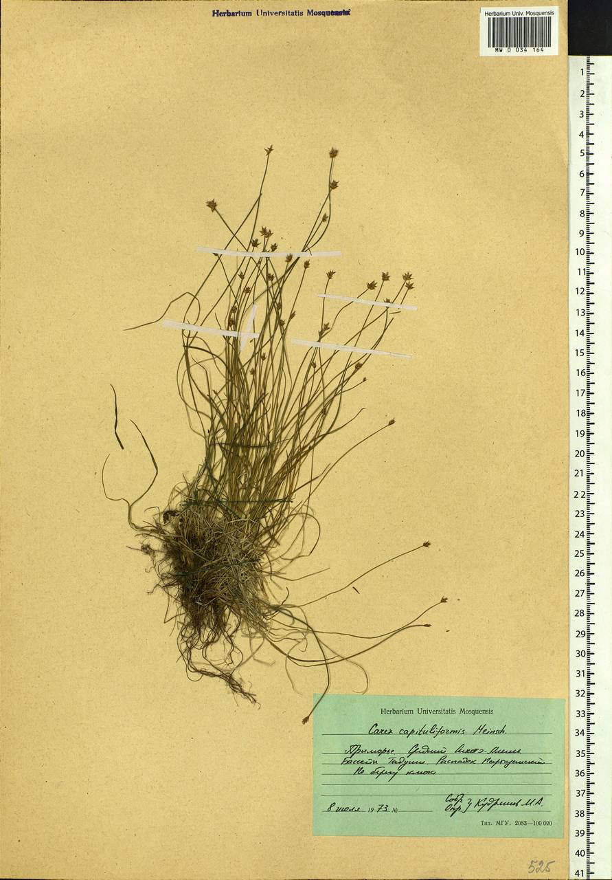 Carex onoei Franch. & Sav., Siberia, Russian Far East (S6) (Russia)