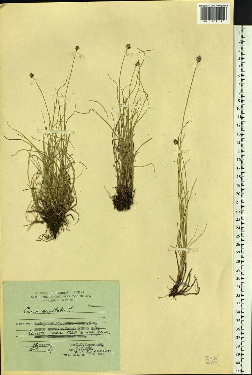 Carex capitata Sol., Siberia, Russian Far East (S6) (Russia)
